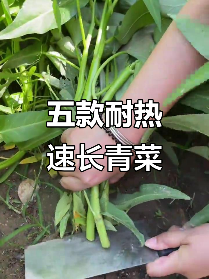 夏季高温必备！这五种蔬菜耐热又长得快