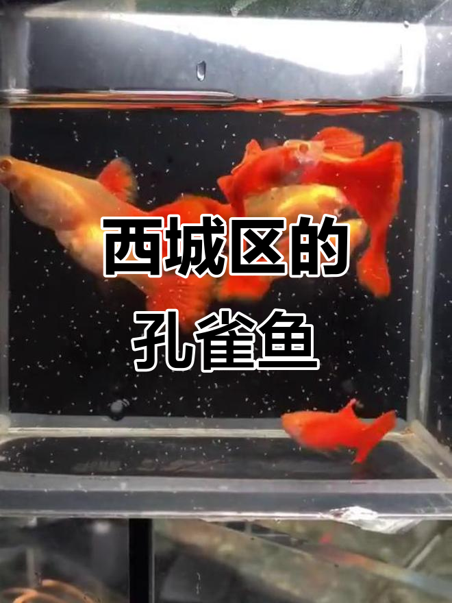 北京西城区孔雀鱼的故事:血红与热带鱼的邂逅