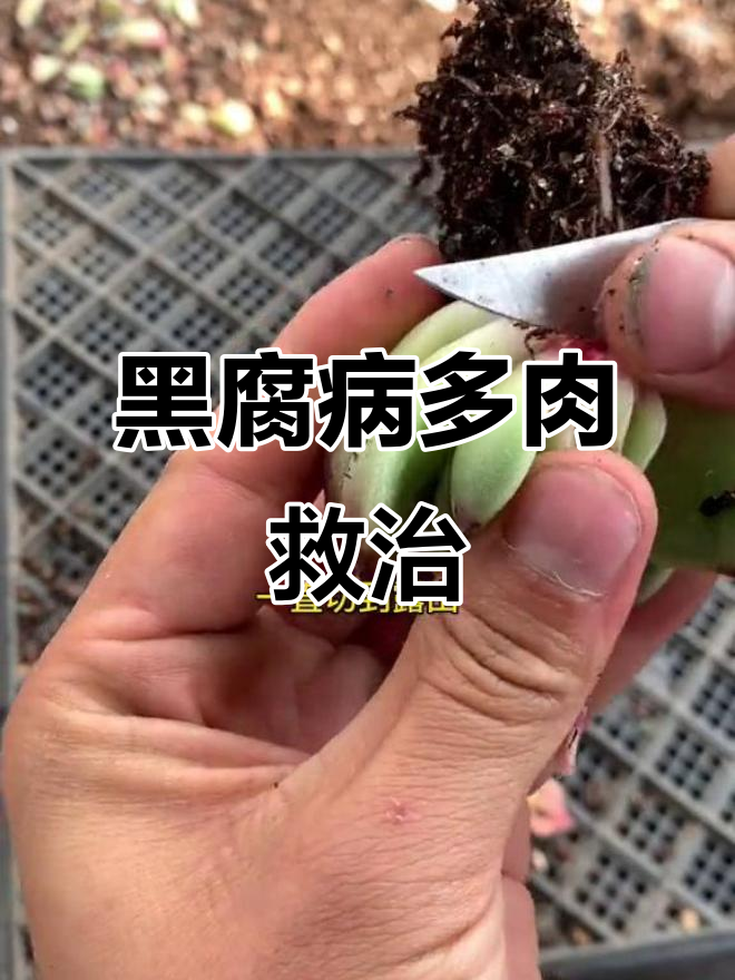 多肉黑腐病如何抢救?步骤全解析