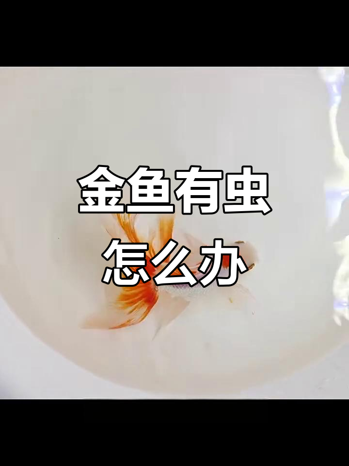 花鸟市场买金鱼，竟发现寄生虫！教你轻松治疗锚头鳋
