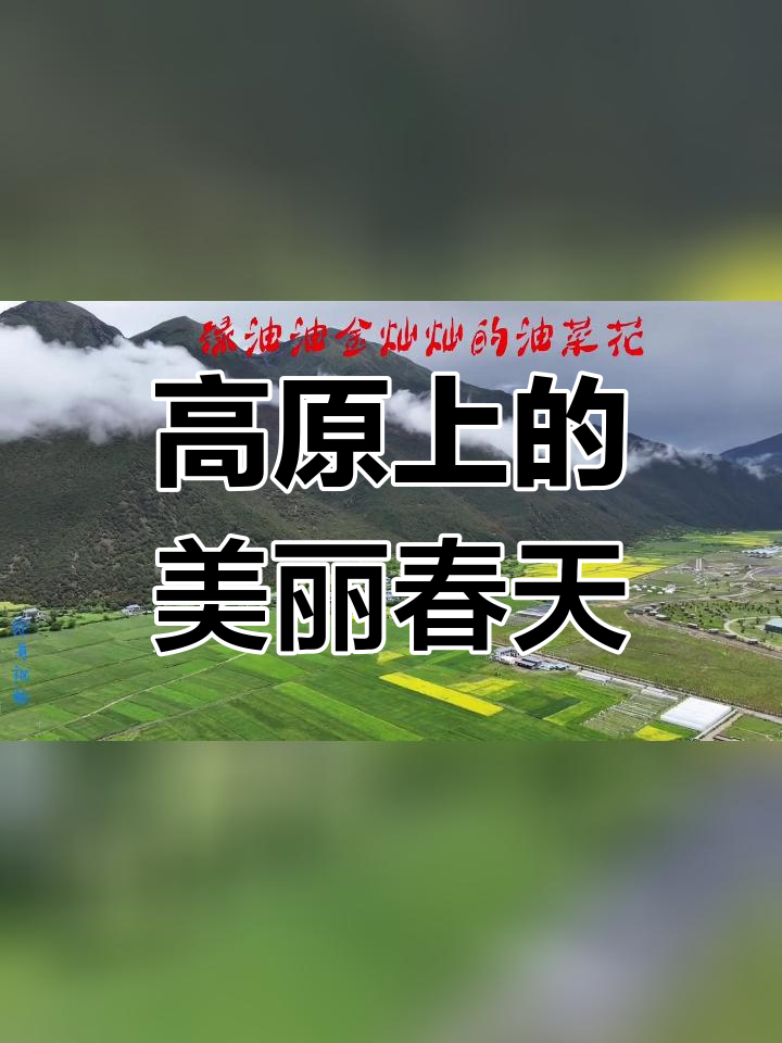 西藏高原的油菜花与蓝天白云