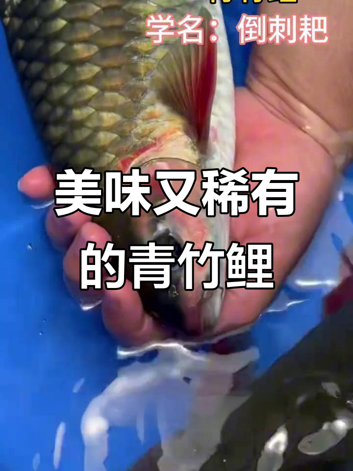 青竹鲤:比鲑鱼还贵,口感清脆鲜甜,稀有珍贵