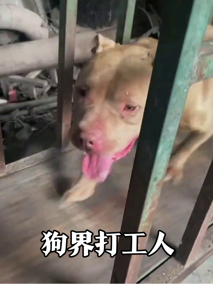 狗子被迫加班跑跑步机,黄狗摸鱼失败,黑狗累到吐舌头