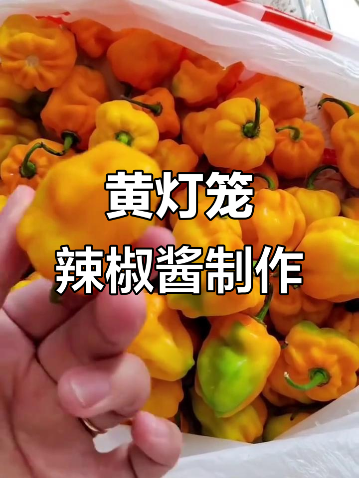 自制黄灯笼辣椒酱，辣到手不敢碰！