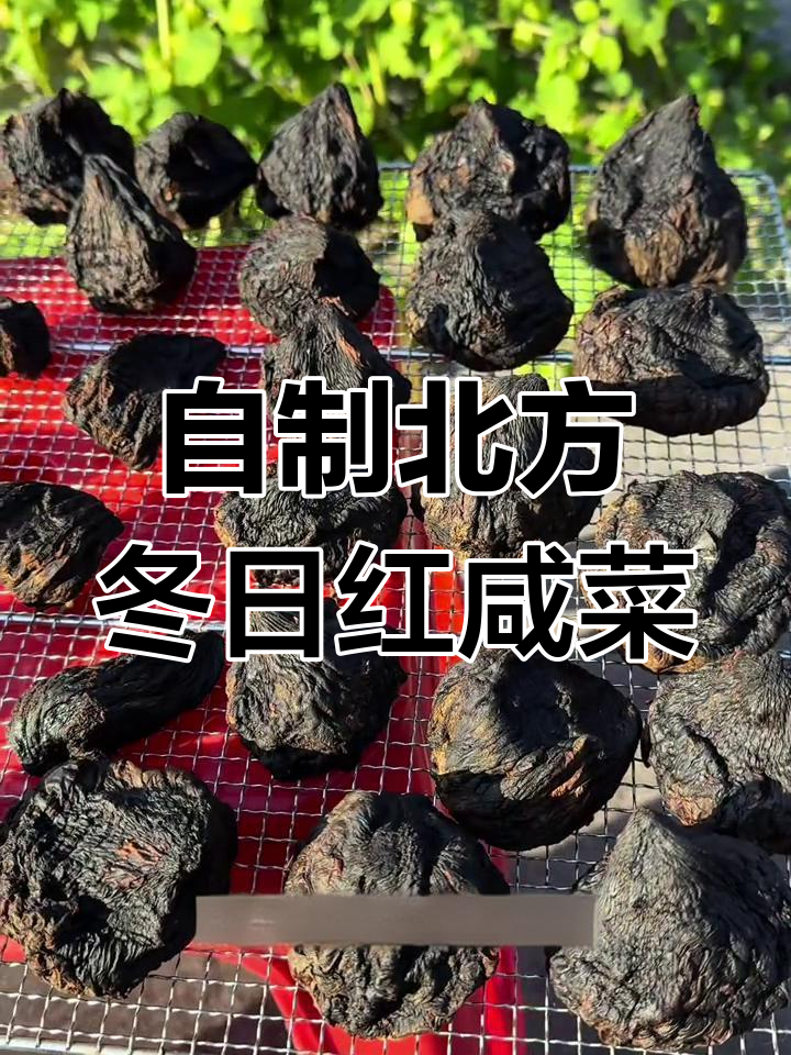 北方冬季必备!80后记忆中的芥菜疙瘩红咸菜做法