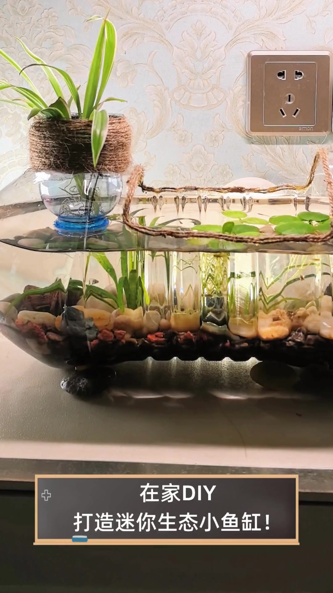 在家DIY,打造迷你生态小鱼缸!