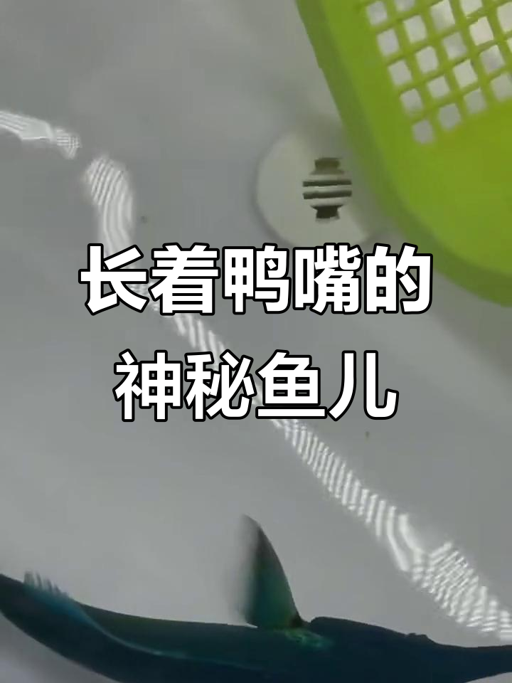 鸭嘴龙:墨绿长吻,像鸭子一样的神奇鱼