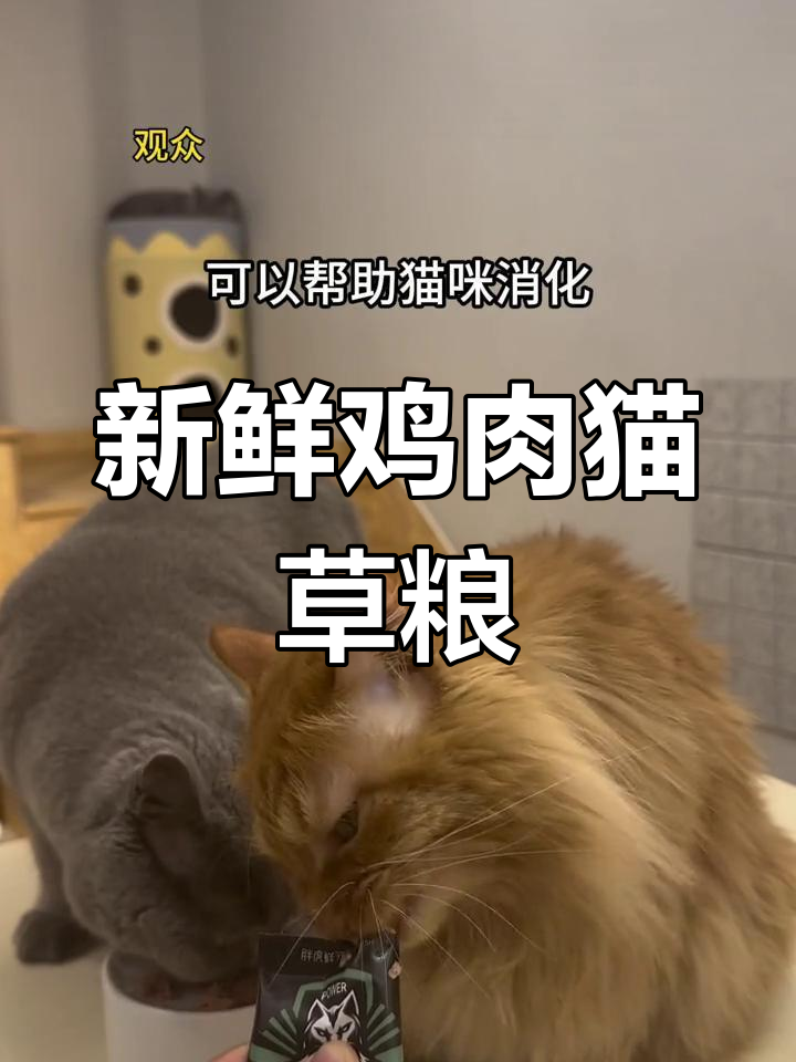 猫咪鲜粮新口味,鸡肉猫草助力消化
