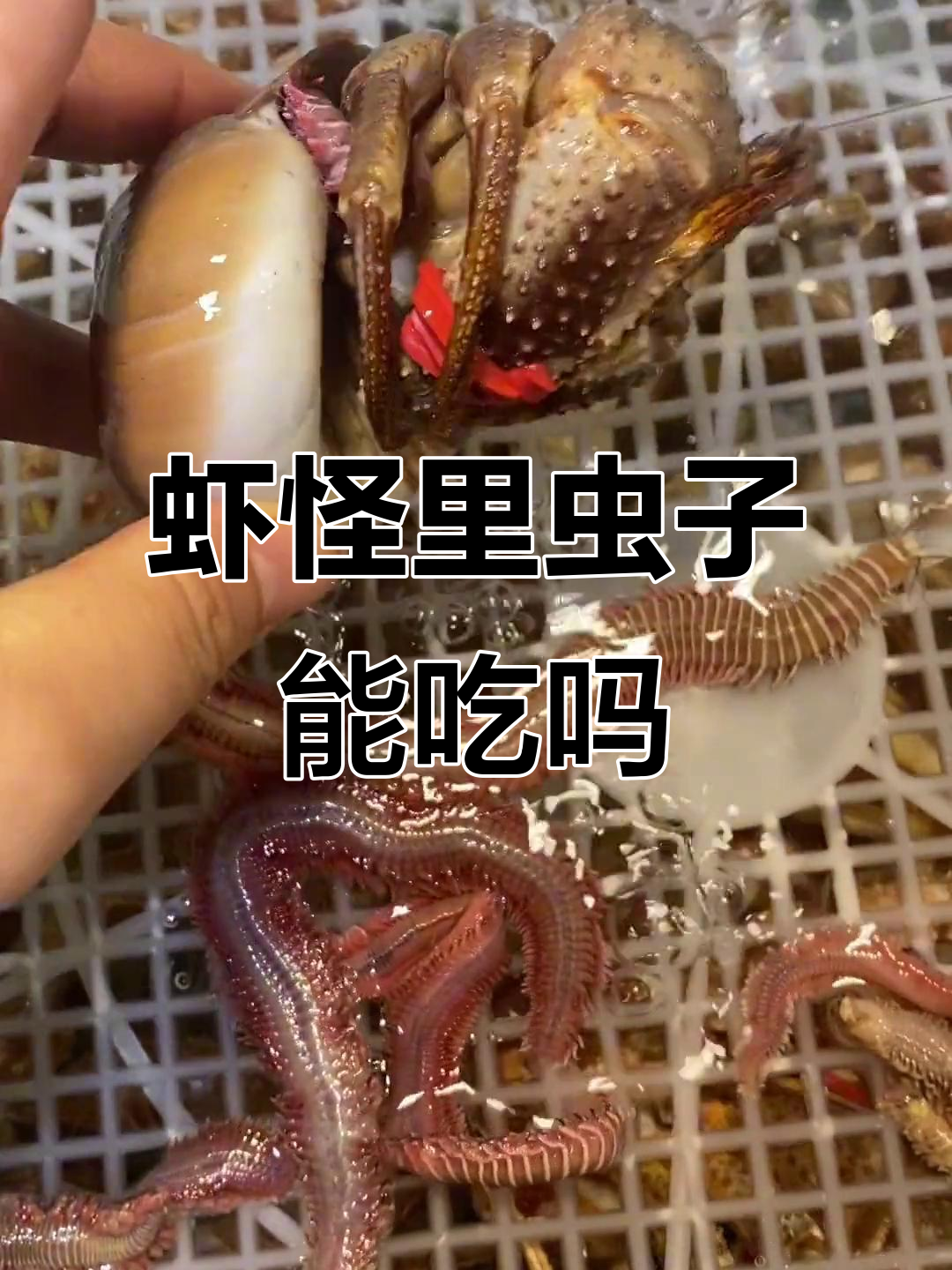 虾怪里的沙蚕能吃吗？揭秘寄居蟹的秘密
