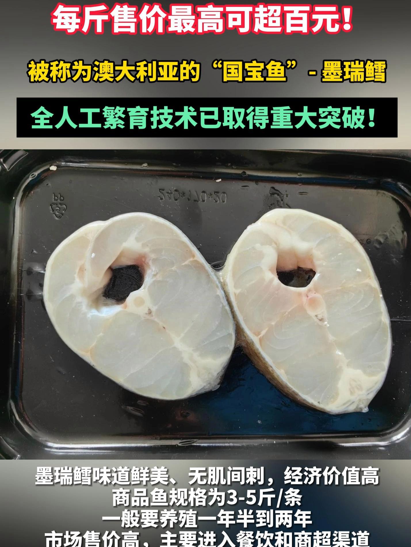 每斤售价最高可超百元!澳大利亚的“国宝鱼”-墨瑞鳕,全人工繁育技术已取得重大突破!墨瑞鳕 