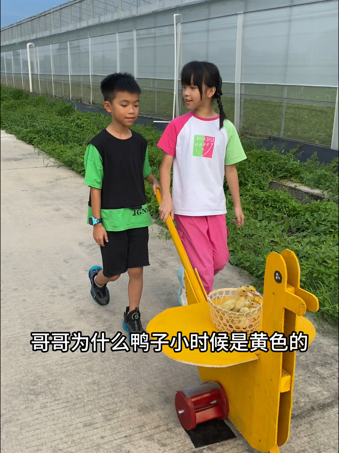 为什么鸭子小时候是黄色的,长大的会变呢?