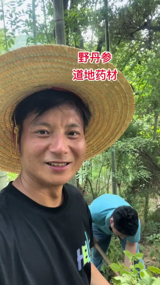 湖北黄冈大别山腹地，野生丹参蕴含丰富中草药资源