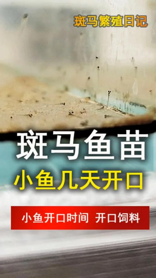 蝶翼斑马孵化后,几天小鱼能开口,都吃什么