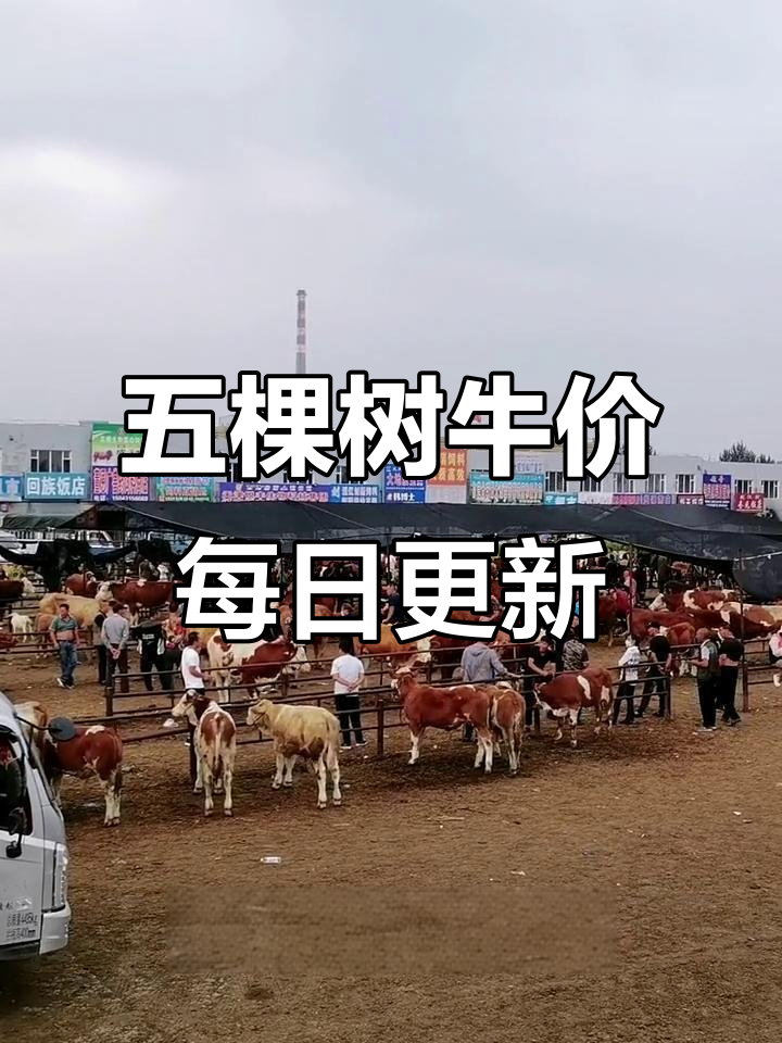 河北榆树五棵树牛市行情分析:小公母牛价格波动与市场走势