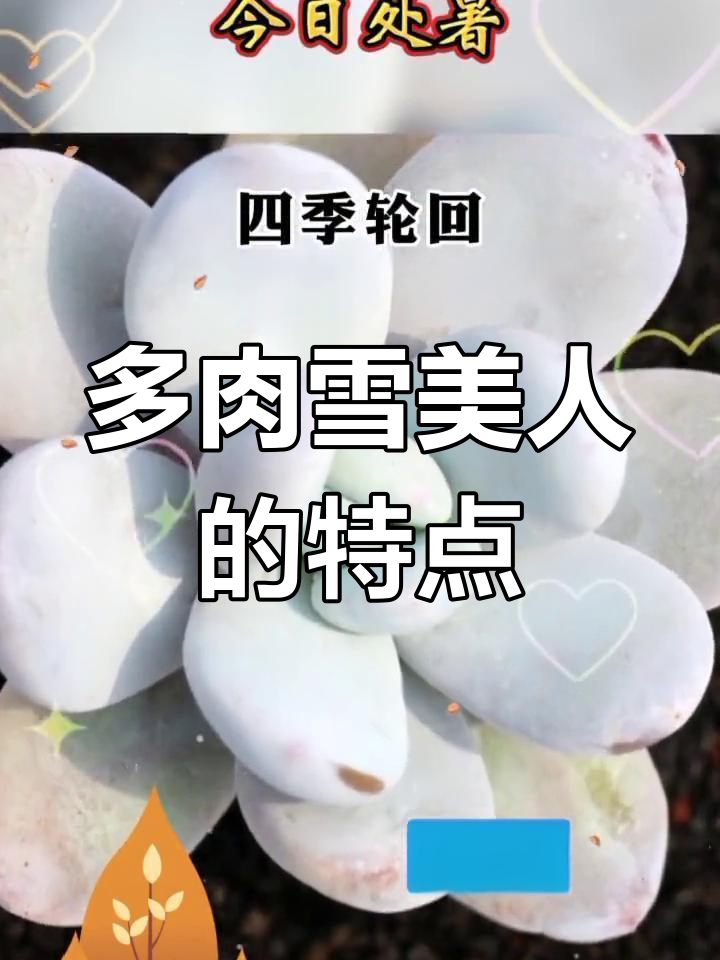 雪美人多肉,匍匐生长,花序长而繁茂