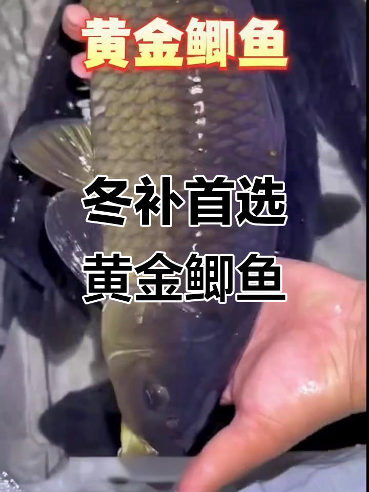 冬季鲫鱼滋补佳选,营养丰富口感鲜美