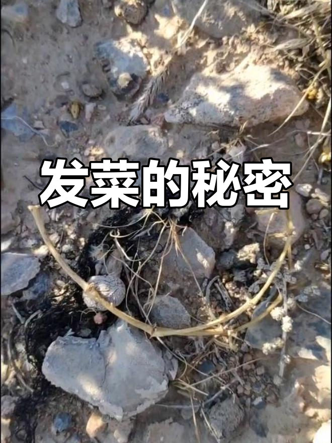 宁夏贺兰山下的发菜宝藏