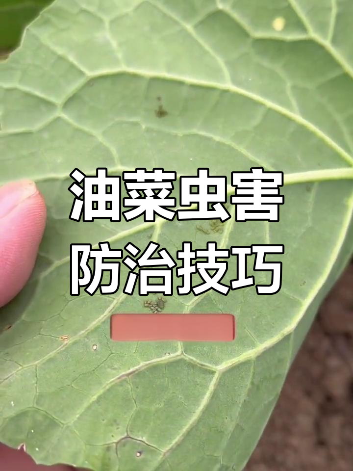 油菜病虫害防治全攻略