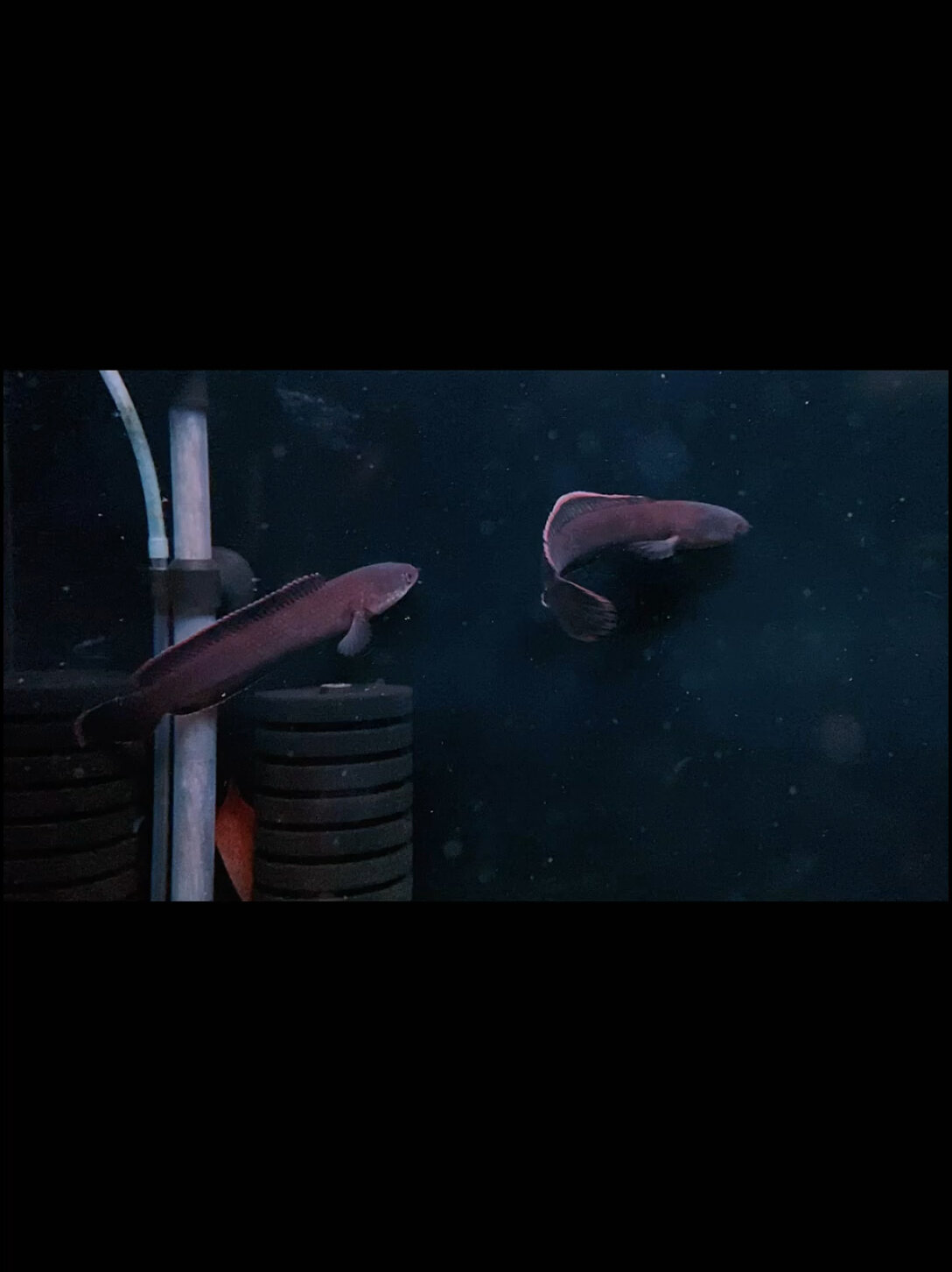 火背雷龙鱼如何分辨公母,不同尺寸不同方法