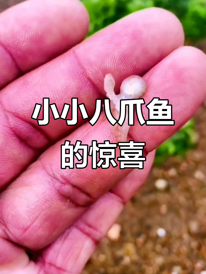 赶海抓海鲜,发现世界上最小的八爪鱼!