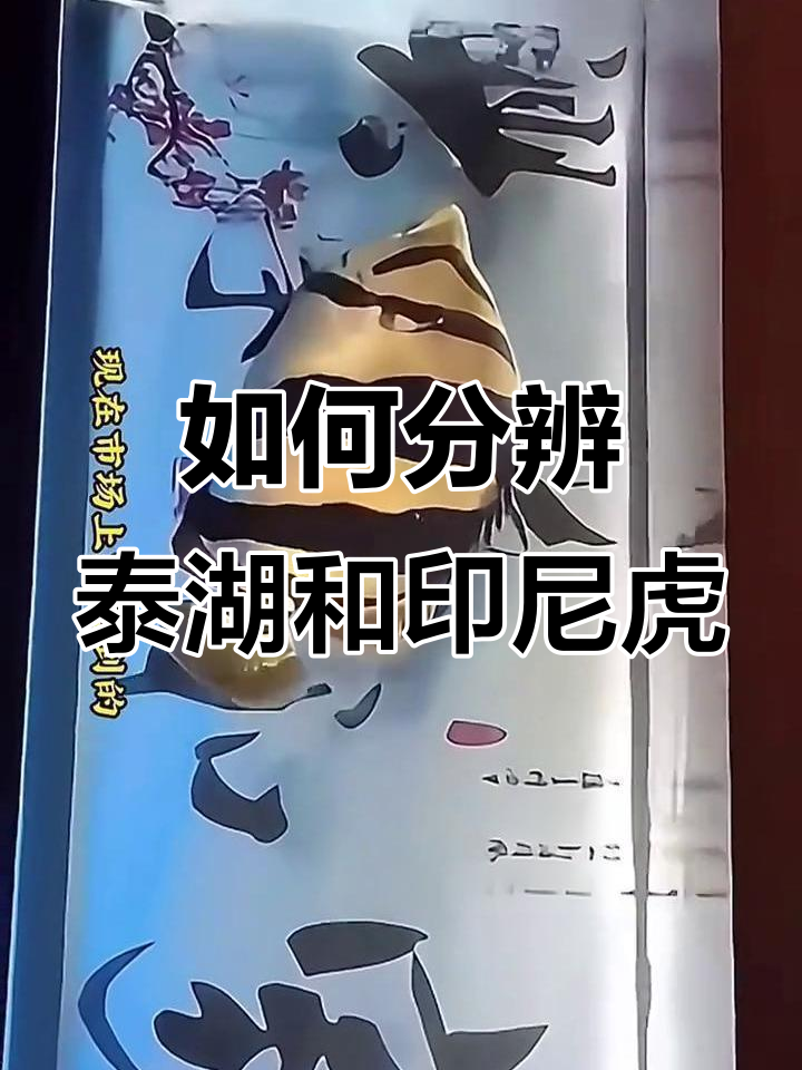 泰国虎、印尼虎与新几内亚虎:价格差异大,如何辨别真伪