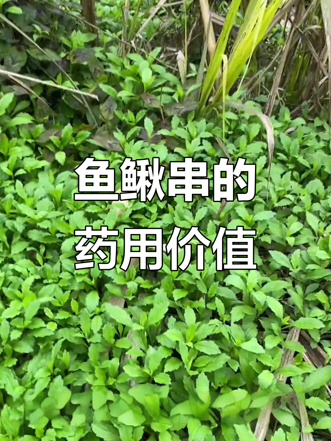 余秋串：看似不起眼，却全身是宝的植物