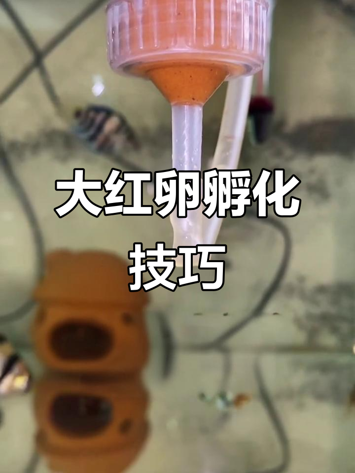 丰年虾大红卵孵化全过程，95%高成功率揭秘