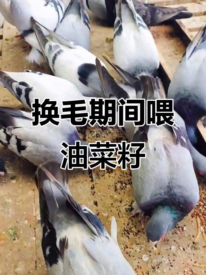 鸽子换毛期喂油菜籽,效果惊人