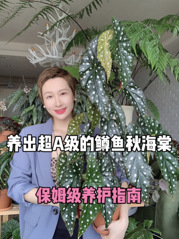 鳟鱼秋海棠保姆级养护