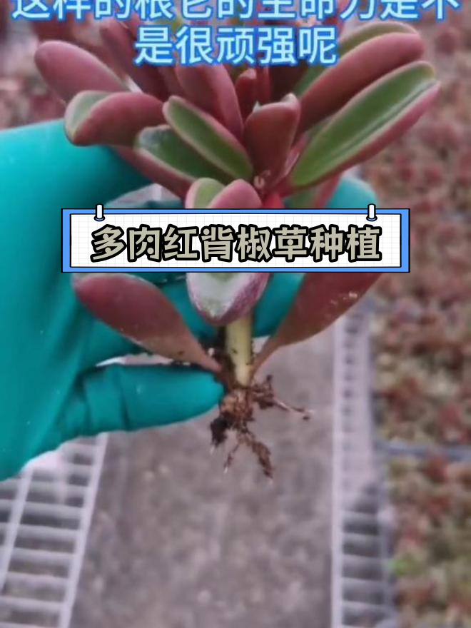 红背椒草繁殖技巧