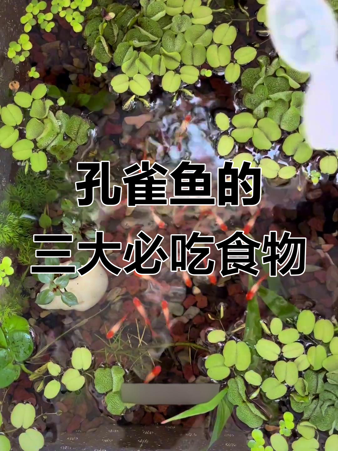 孔雀鱼吃什么最健康?三种必备饲料解析