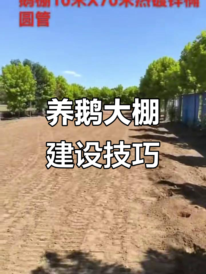 养鹅大棚设计与搭建全攻略,轻松打造高效养殖场