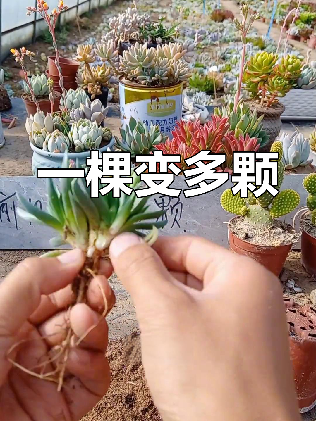 多肉分株繁殖技巧