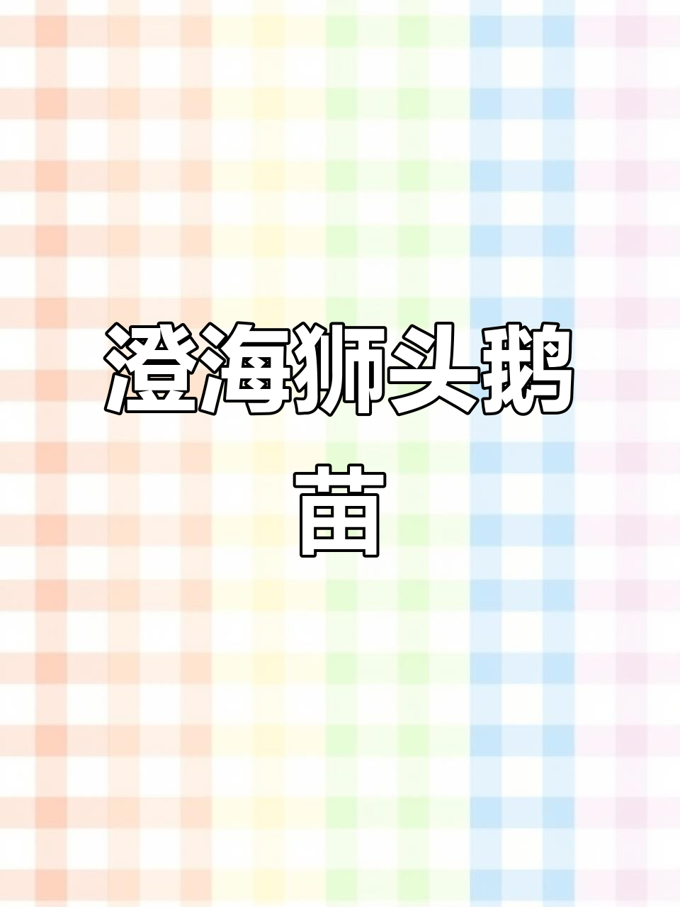 澄海狮头鹅苗,潮汕特产走向全国的梦想