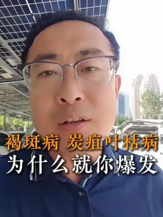 褐斑病、炭疽叶枯病为什么就你爆发?