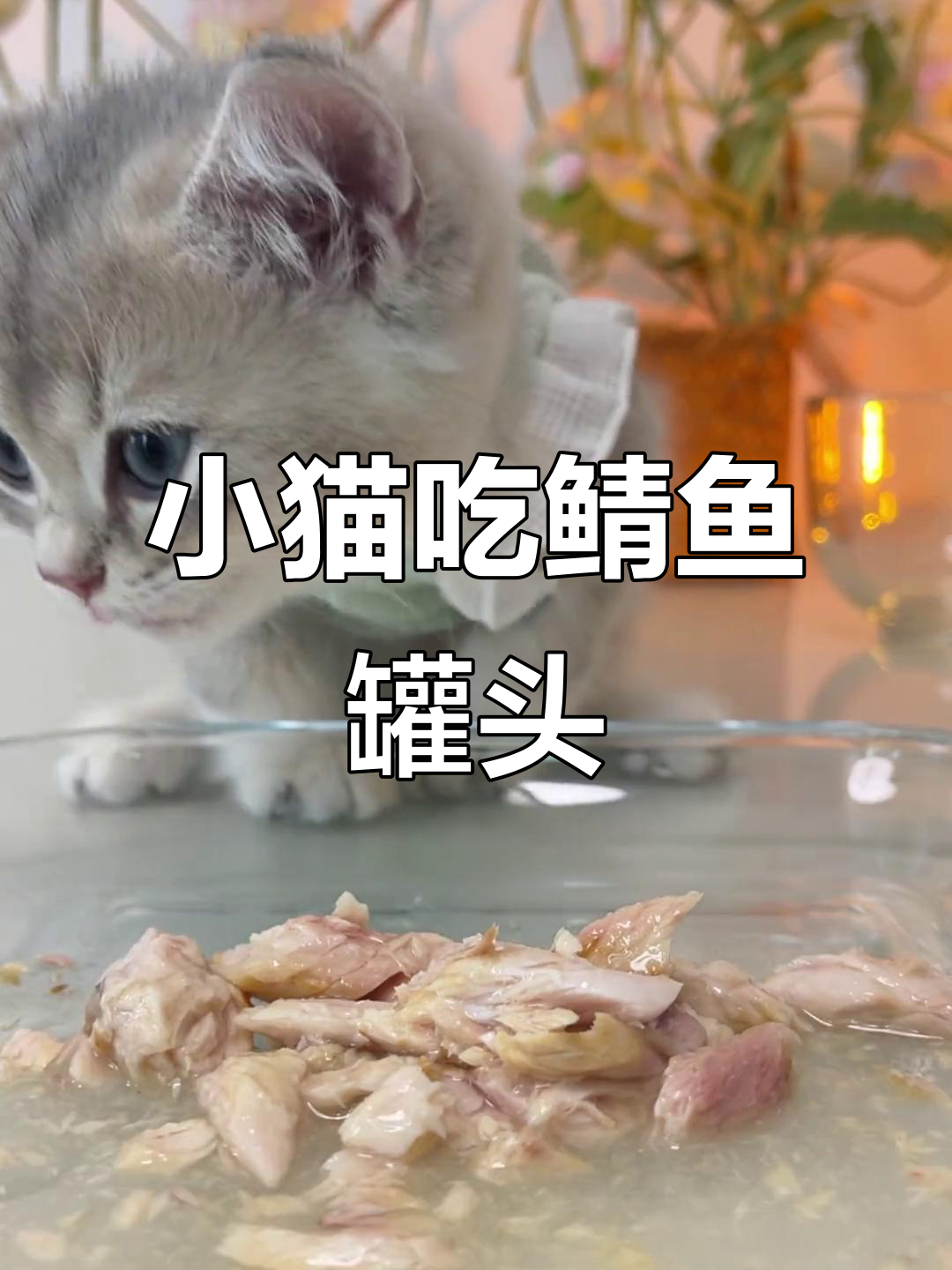 猫咪吃播:鲭鱼罐头大快朵颐,干饭积极的小可爱
