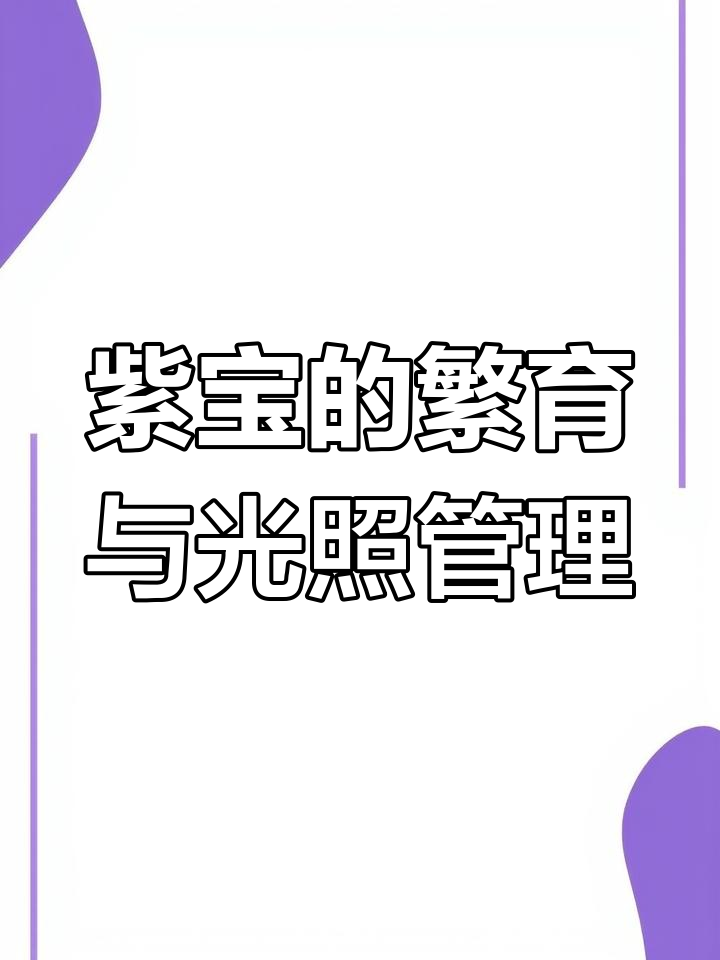紫宝多肉植物养护技巧:如何通过侧芽繁殖,避免强光暴晒