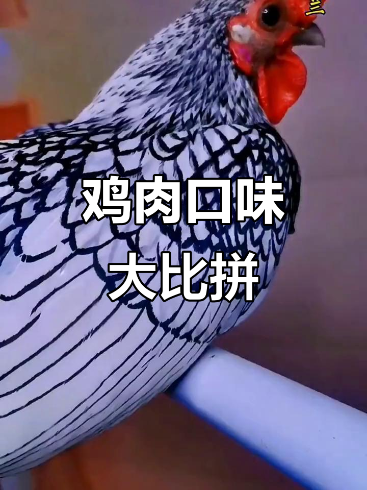 波兰鸡口感如何？五黑鸡肉差，土鸡三黄更美味！
