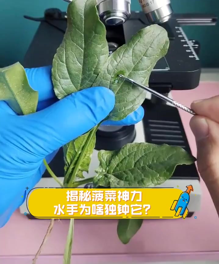 揭秘菠菜神力,水手为啥独钟它?