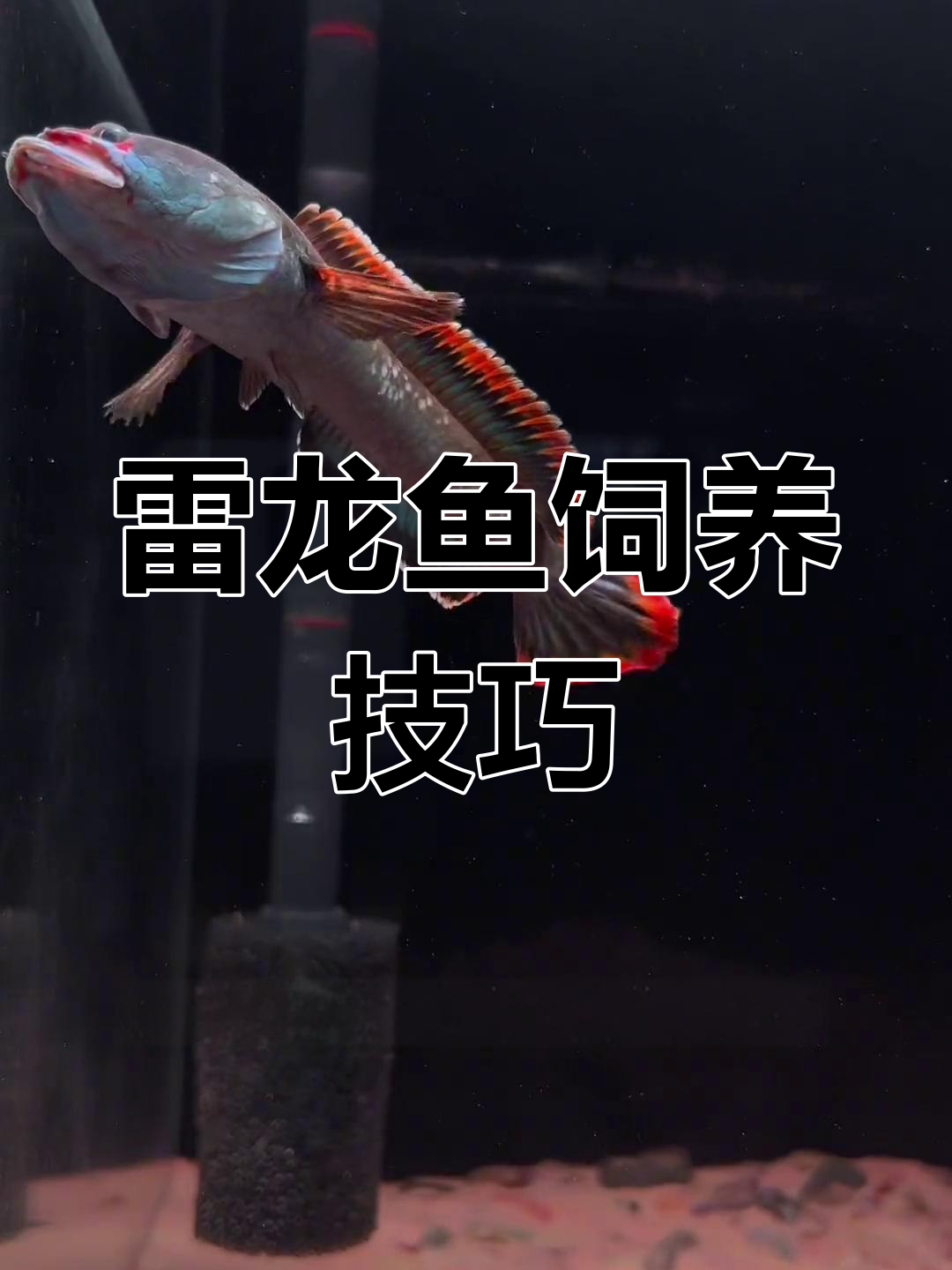 雷龙鱼如何快速出状态,提升互动性