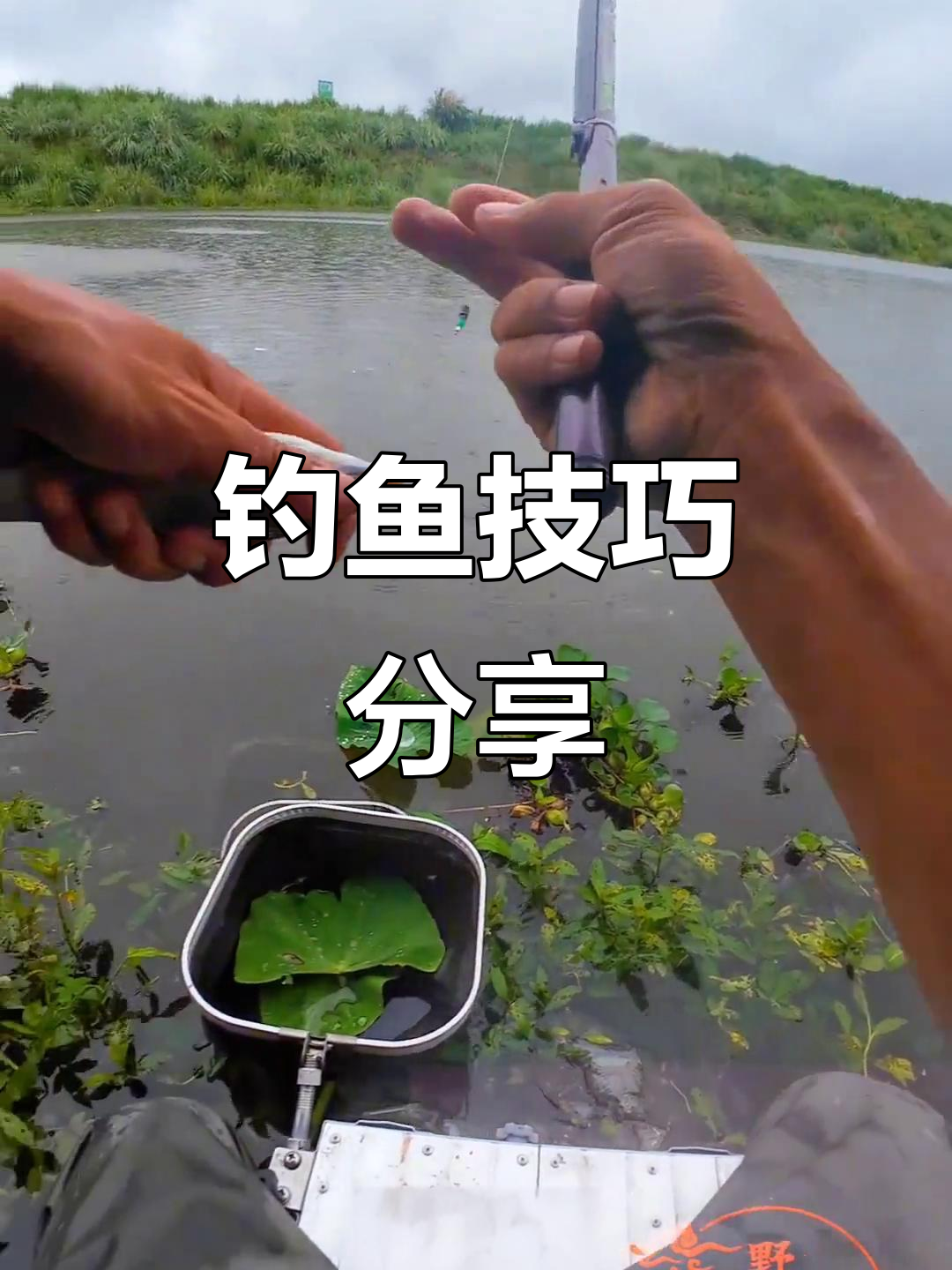 钓青尾鲴,重窝诱鱼,饵料腥味加虾粉