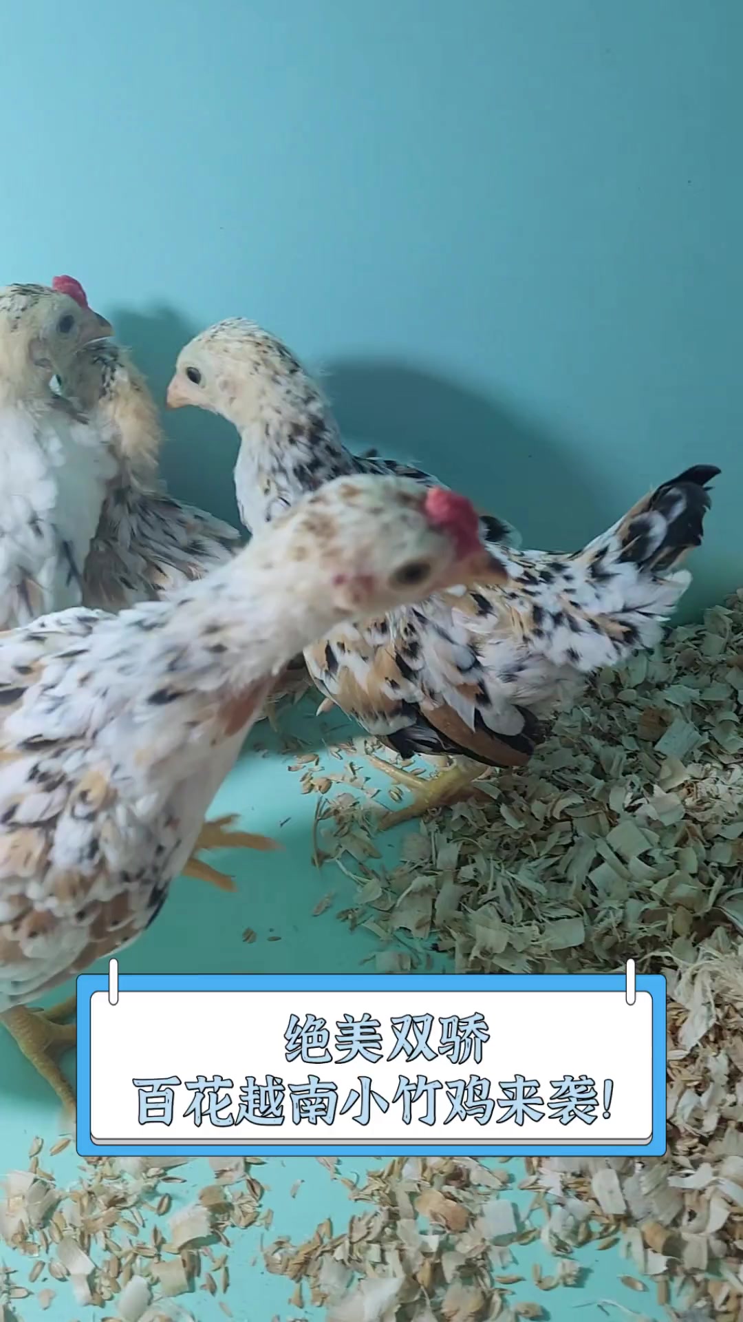 绝美双骄,百花越南小竹鸡来袭!