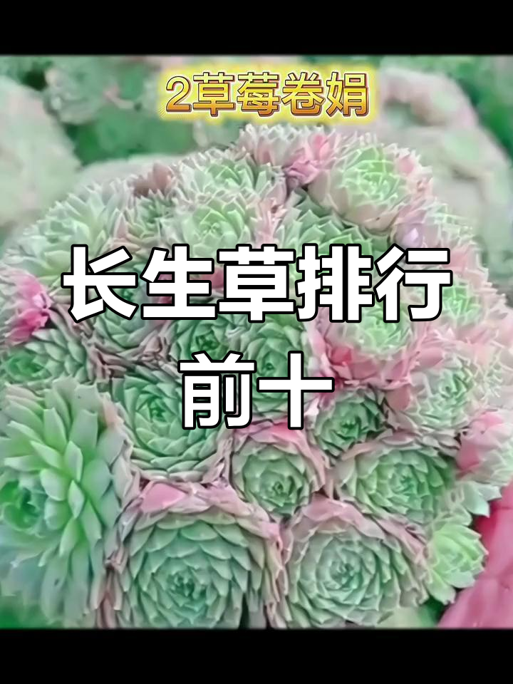 最受欢迎的长生草品种,你养了几种?