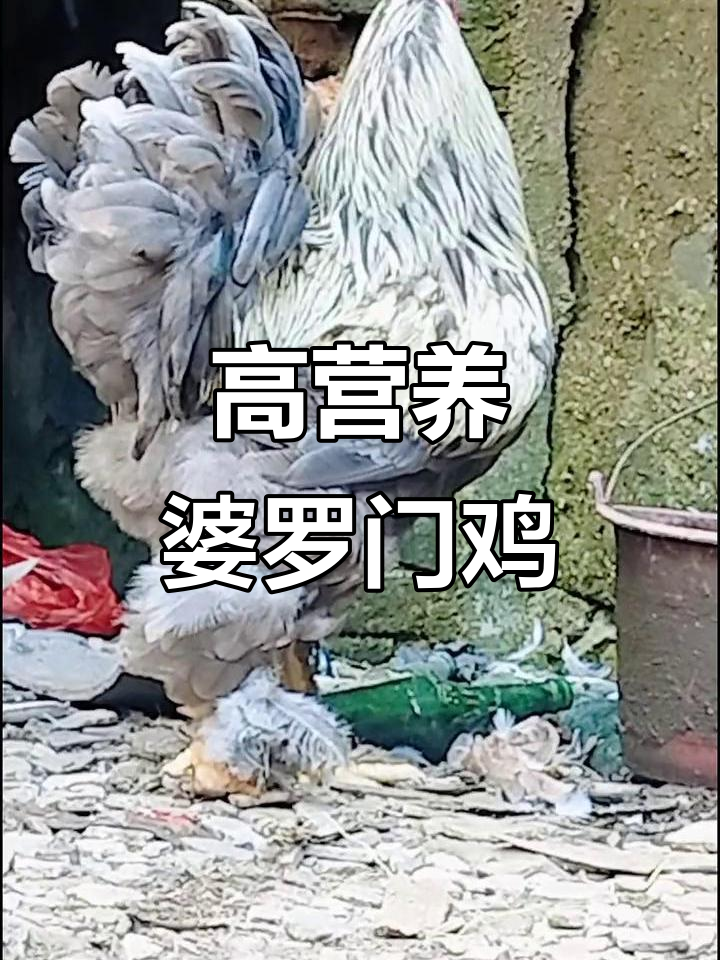 婆罗门鸡,肉质鲜嫩易消化,营养丰富,堪称鸡肉中的极品