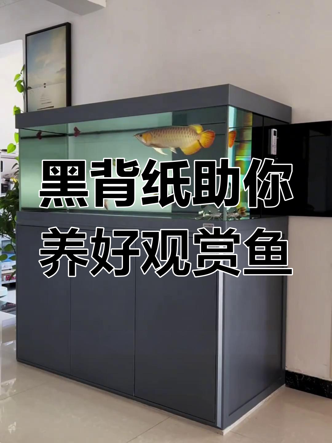 黑色背景让鱼缸更美观,鱼儿也更有安全感
