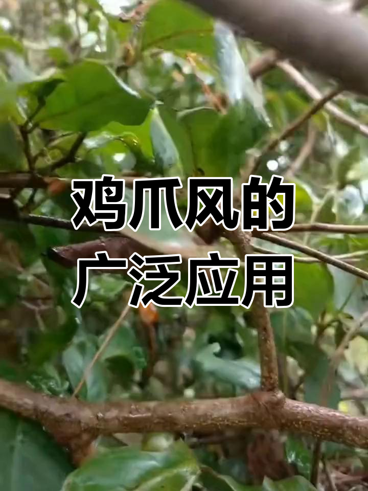 鸡爪风,广西民间常用草药,跌倒或孕妇常需采摘