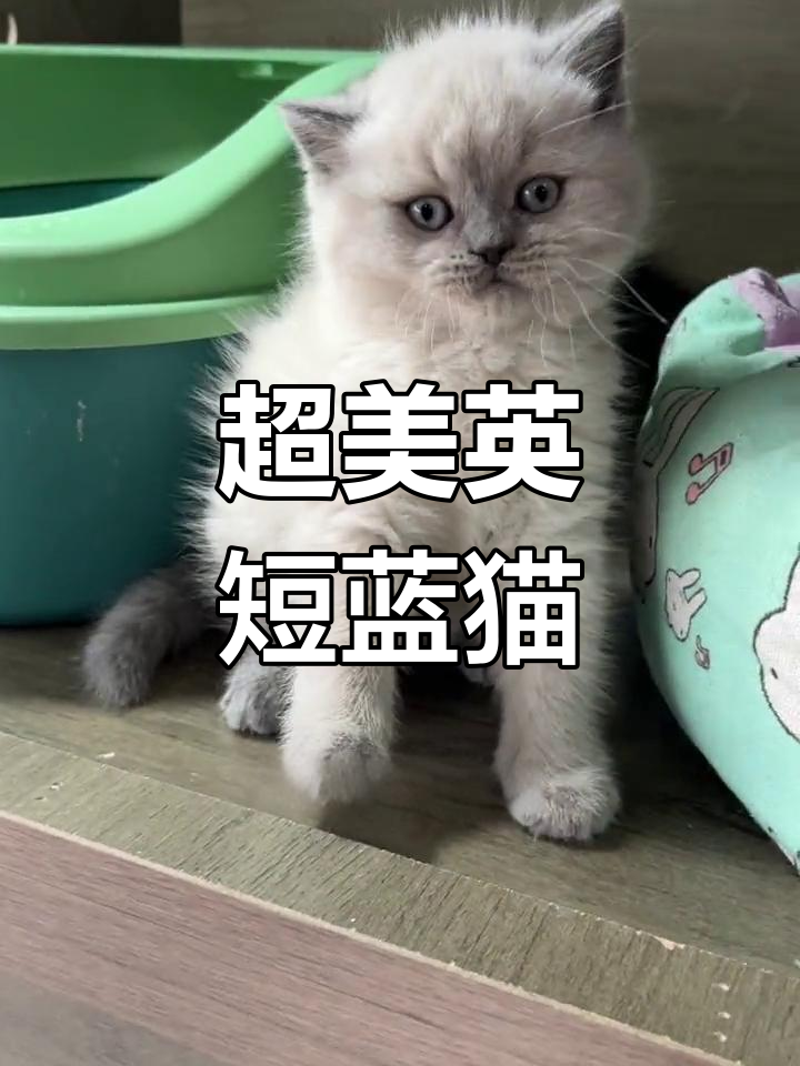 蓝猫重点色大包子脸,超萌可爱