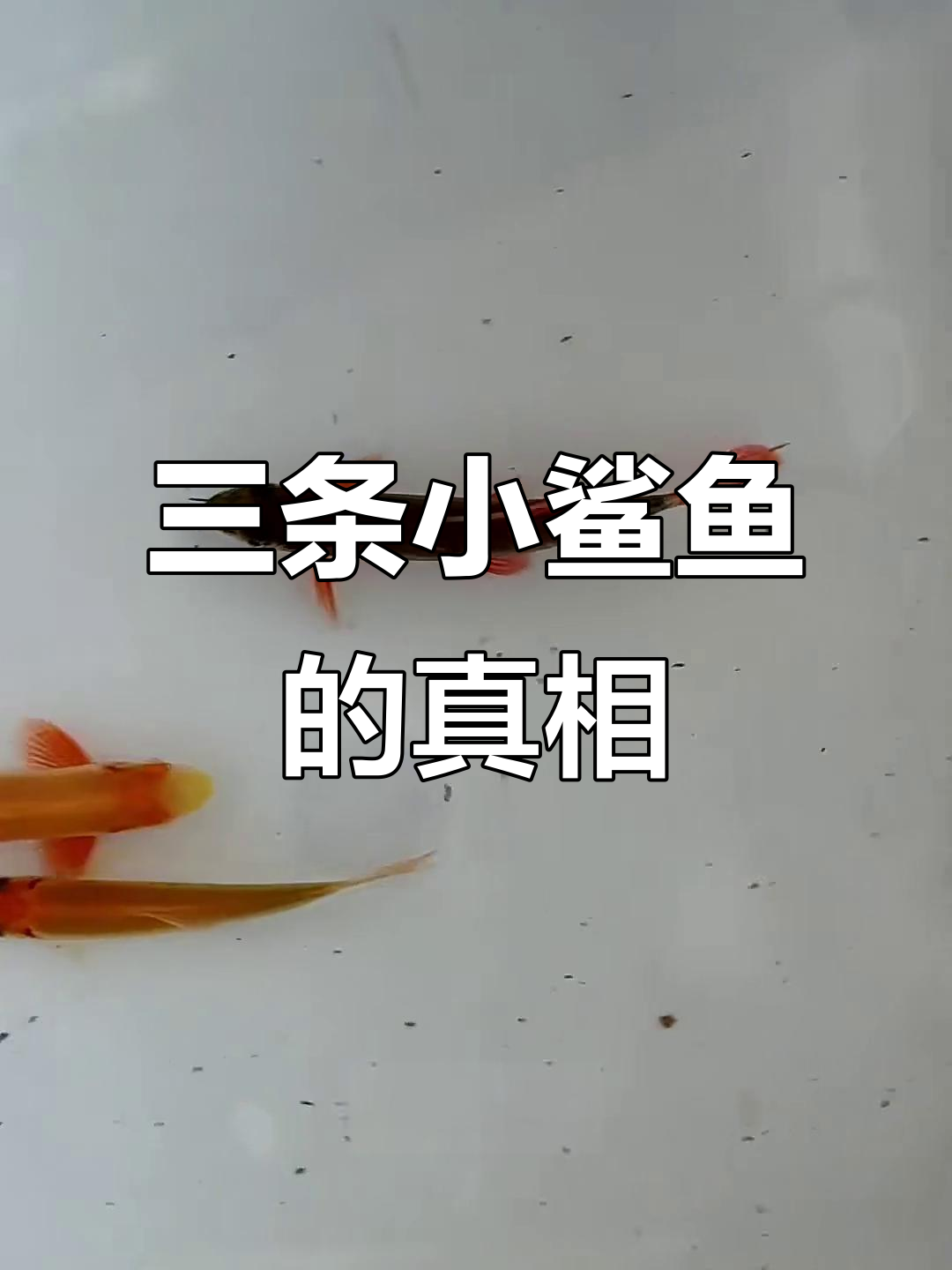 买了三条鲨鱼苗,结果竟然这么萌!