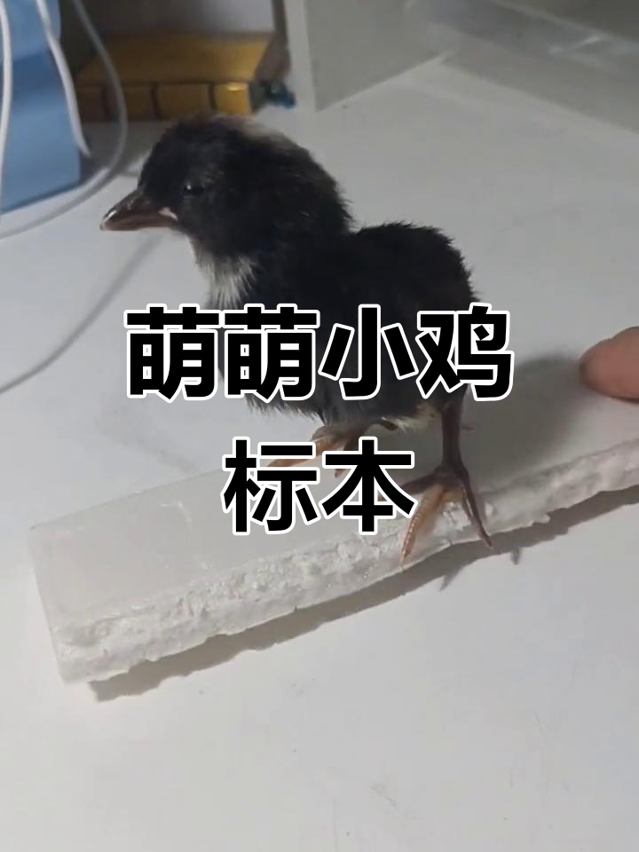 小鸡标本制作大揭秘,萌态十足!