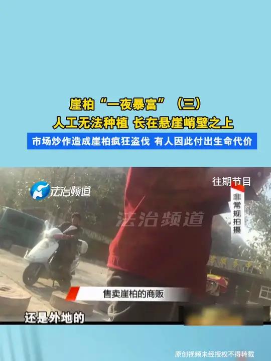崖柏“一夜暴富”(三)人工无法种植 长在悬崖峭壁之上 市场炒作造成崖柏疯狂盗伐 有人因此付